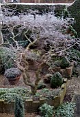 ROBINIA PSEUDOACACIA LACE LADY IN WINTER