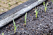 GARLIC GROWIN IN WINTER FROST