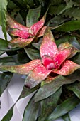 NEOREGELIA CV