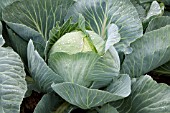 CABBAGE SIRCON F1