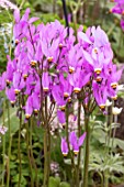 Dodecatheon meadia