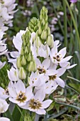 ORNITHOGALUM THYRSOIDES