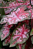 CALADIUM BICOLOR CAROLYN WHARTON