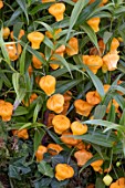 SANDERSONIA AURANTIACA