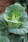 POINTED CABBAGE DUNCAN F1