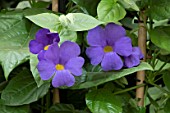 THUNBERGIA BATTISCOMBEI