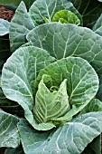 POINTED CABBAGE EXCEL F1