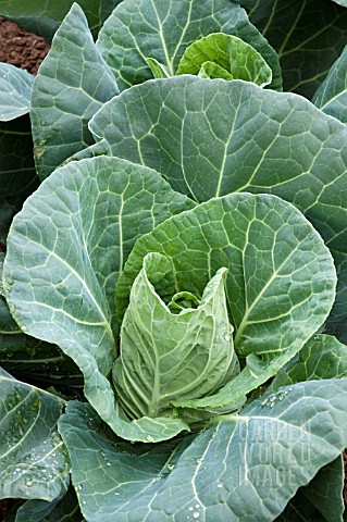 POINTED_CABBAGE_EXCEL_F1