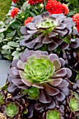 AEONIUM VELOUR