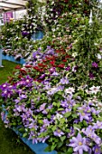 RAYMOND EVISON CLEMATIS AT RHS CHELSEA 2022
