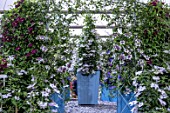 RAYMOND EVISON CLEMATIS AT RHS CHELSEA 2022