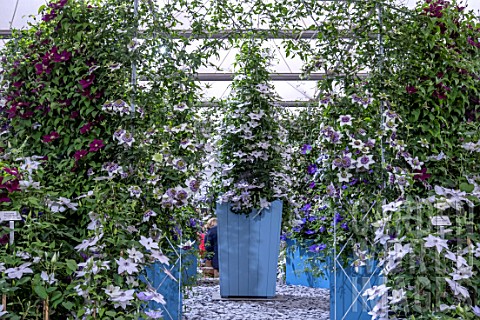 RAYMOND_EVISON_CLEMATIS_AT_RHS_CHELSEA_2022