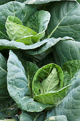 POINTED_CABBAGE_JASON_F1