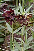 FRITILLARIA CAMSCHATCENSIS