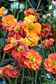 GEUM SCARLET TEMPEST