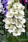 DELPHINIUM ELATUM DUNSDEN GREEN