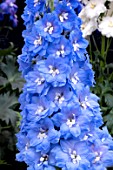 DELPHINIUM ELATUM CUPID