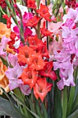 GLADIOLUS MIXED