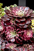 AEONIUM MEDUSA