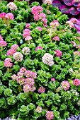 CRASSULA ESTAGNOL