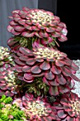 AEONIUM MEIYA