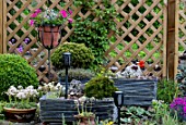 ALPINE SINK GARDEN