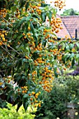 BUDDLEJA GLOBOSA