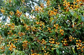 BUDDLEJA GLOBOSA