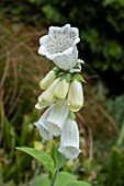 DIGITALIS PURPUREA CAMPANULATA ALBA