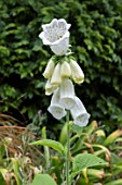 DIGITALIS PURPUREA CAMPANULATA ALBA