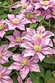 CLEMATIS VOLUNTEER