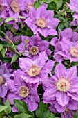 CLEMATIS BIJOU