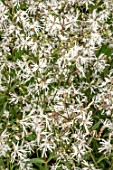 LYCHNIS FLOS-CUCULI WHITE ROBIN