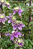 CLEMATIS TAIGA