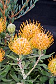 LEUCOSPERMUM CUNEIFORME ORANGE CARNIVAL