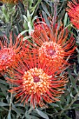 LEUCOSPERMUM REFLEXUM SO EXQUISITE