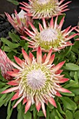 PROTEA CYNAROIDES PINK PRINCE