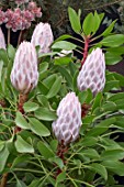 PROTEA CYNAROIDES PINK KING