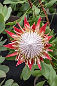 PROTEA CYNAROIDES LITTLE PRINCE