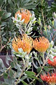 LEUCOSPERMUM CORDIFOLIUM CRIMSON