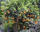 ORANGE TREE