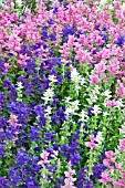 SALVIA HORMiNIUM MARBLE ARCH MIXED