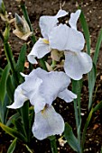 IRIS GERMANICA WHITE CITY