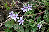 ERODIUM CICUTARIUM