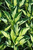 HOSTA PATHFINDER