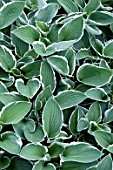 HOSTA FRANCEE