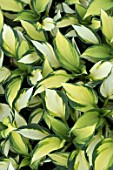 HOSTA COLOUR FESTIVAL