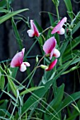 LATHYRUS LITTLE RED RIDING HOOD