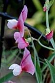 LATHYRUS LITTLE RED RIDING HOOD