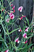 LATHYRUS LITTLE RED RIDING HOOD